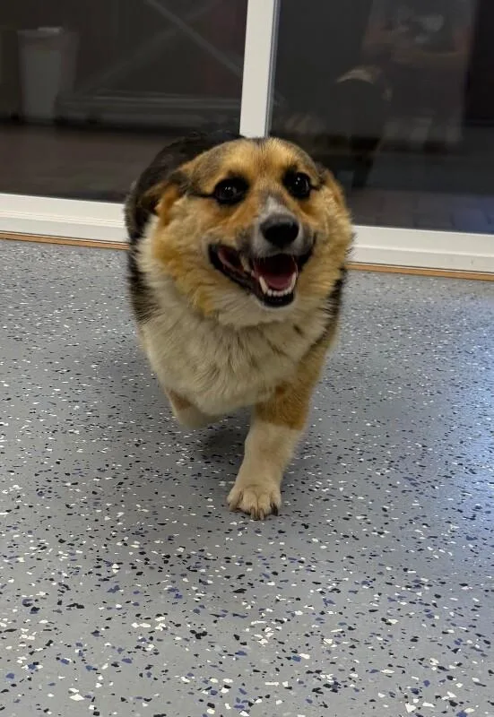 An adult medium-sized male Corgi dog named Doug for adoption in Yankton, SD