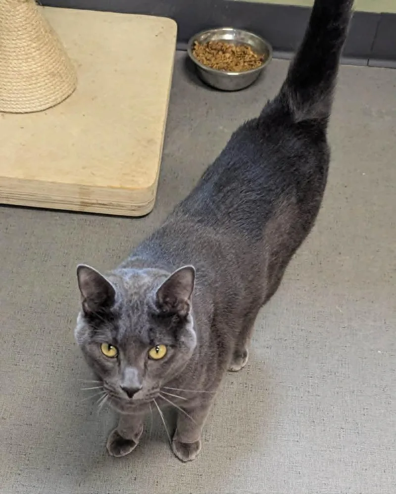 An adult large-sized male Gray / Blue / Silver Domestic Short Hair cat named Lou for adoption in South Bend, IN