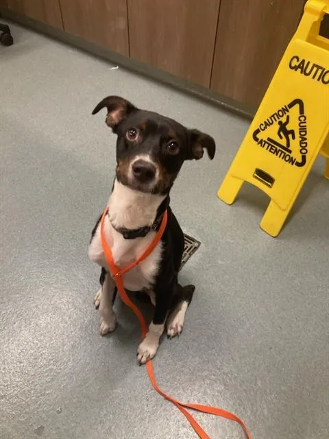 A young medium-sized male Labrador Retriever dog named Sammy for adoption in Baytown, TX
