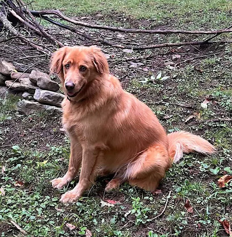 An adult medium-sized female Golden Retriever dog named Izzy for adoption in Mount Airy, NC