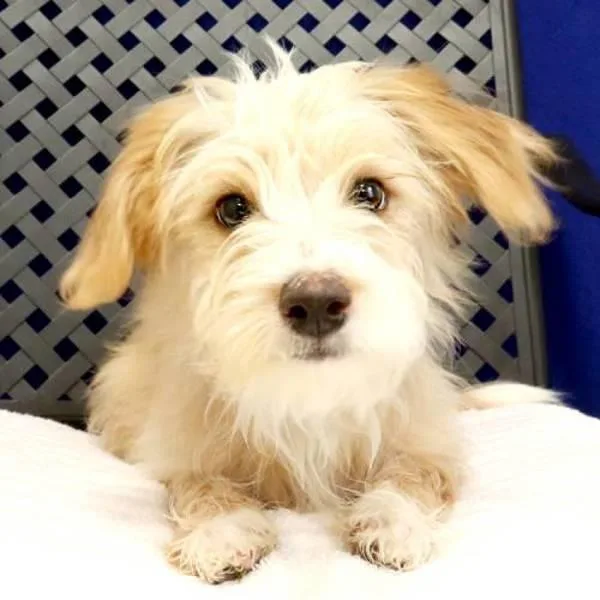 A baby medium-sized female Australian Shepherd dog named Dolly for adoption in Midland, TX