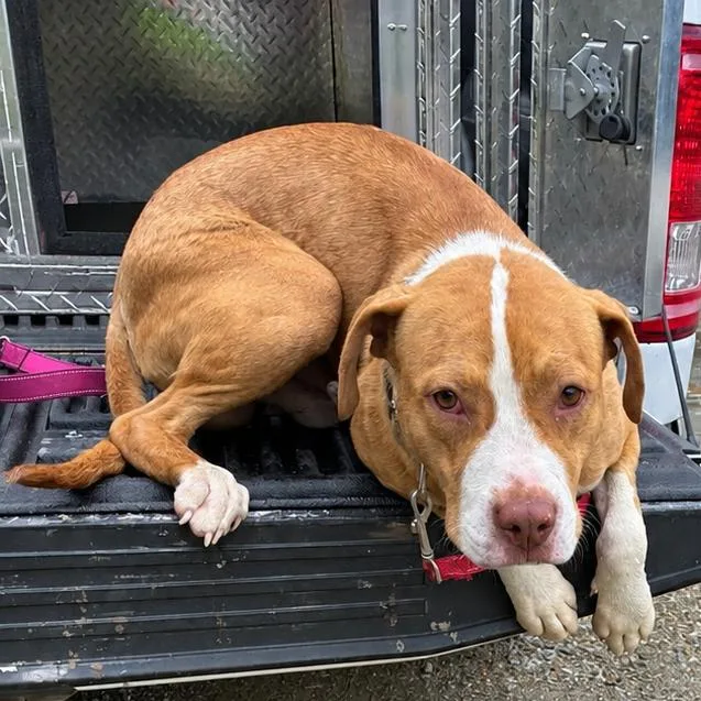 A young medium-sized male Yellow / Tan / Blond / Fawn Pit Bull Terrier dog named Sloppy Joe for adoption in East Saint Louis, IL