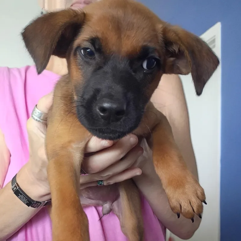 A baby small-sized female Brown / Chocolate Black Mouth Cur dog named Monica for adoption in Clarksdale, MS