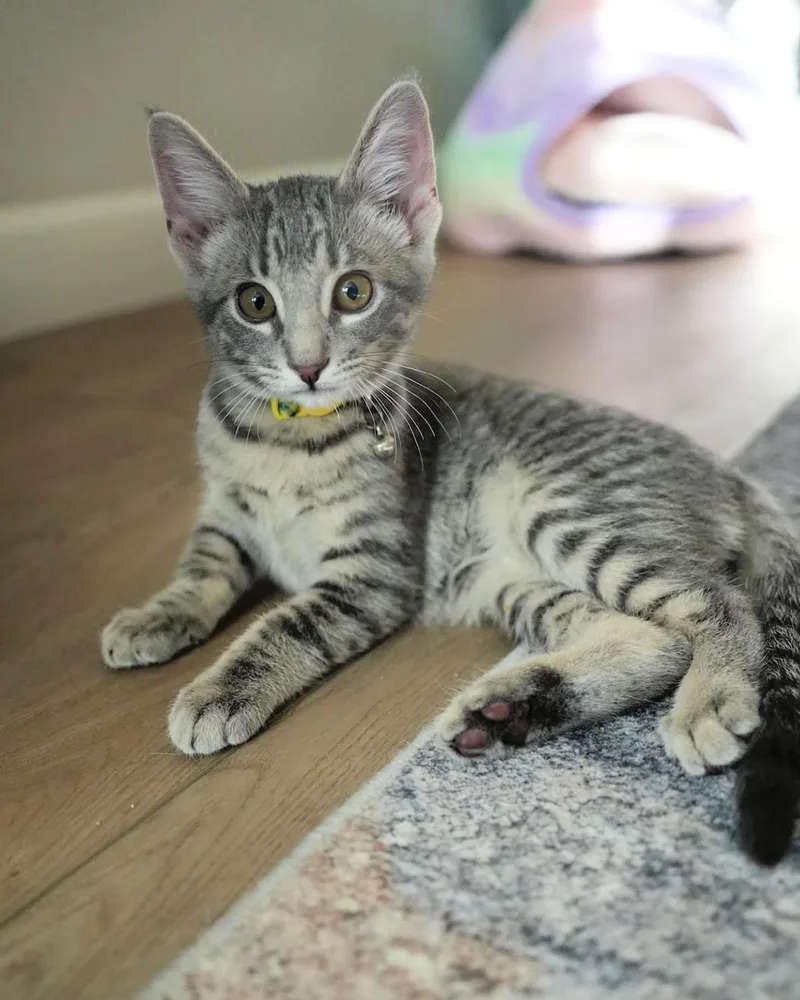 A baby medium-sized male Tabby (Gray / Blue / Silver) Domestic Short Hair cat named Matcha for adoption in Frisco, TX
