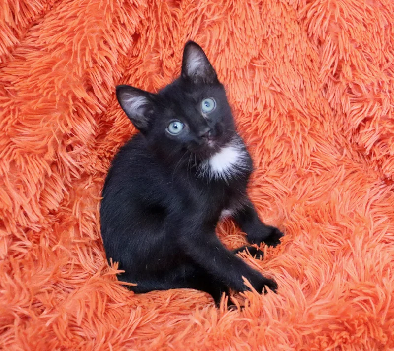 A baby medium-sized female Black & White / Tuxedo Domestic Short Hair cat named Pearl for adoption in Saint Augustine, FL