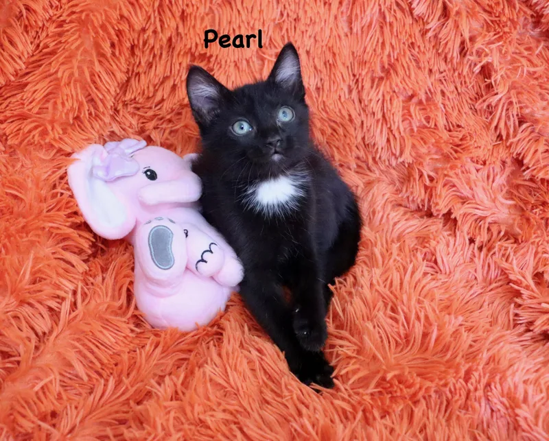 Pearl thumbnail 6