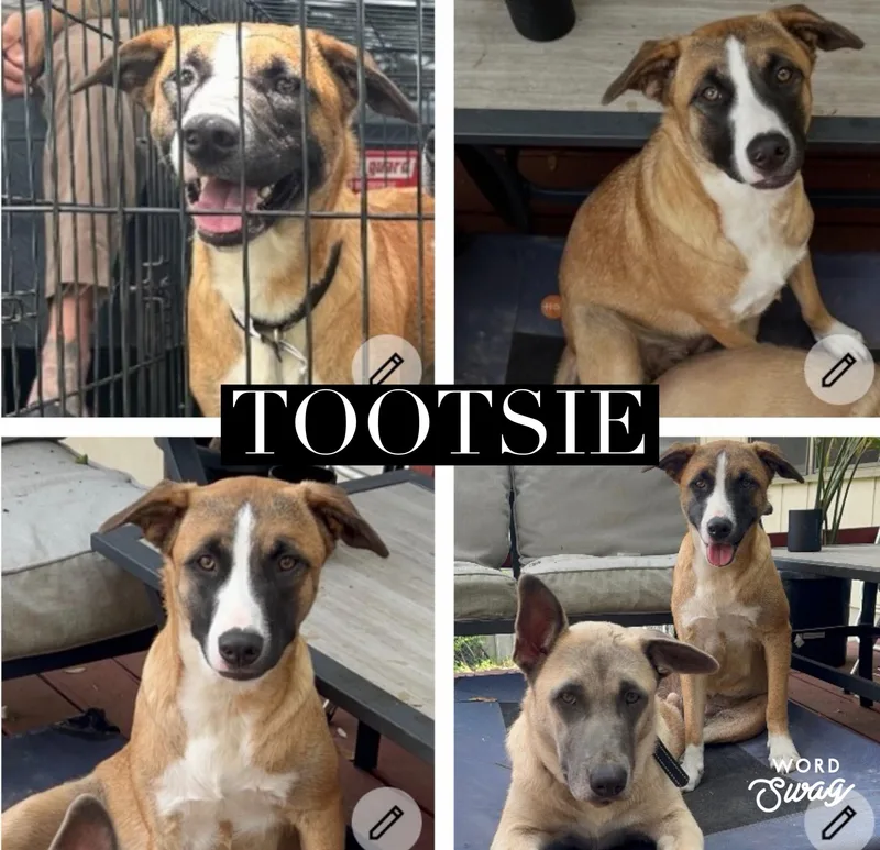 An adult medium-sized female Black Mouth Cur dog named Tootsie for adoption in canyon lake, TX