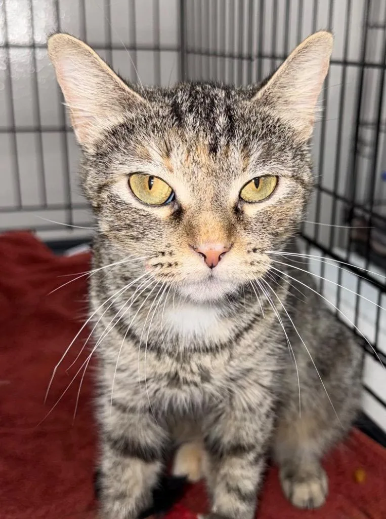A young medium-sized female Domestic Short Hair cat named Latte for adoption in Little Rock, AR