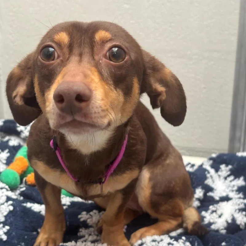 An adult small-sized female Yellow / Tan / Blond / Fawn Dachshund dog named Loona for adoption in Evansville, IN