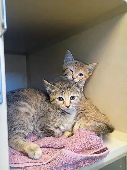 A baby small-sized female Domestic Short Hair cat named Panthera for adoption in Beatrice, NE