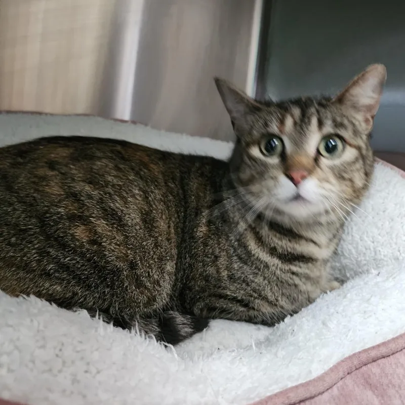 An adult medium-sized female Brown / Chocolate Domestic Short Hair cat named Harriet Winslow for adoption in Dixon, IL