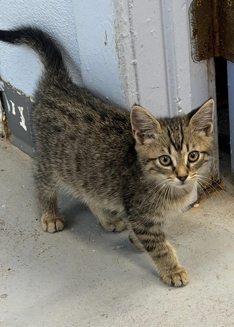 A young medium-sized male Domestic Short Hair cat named Shark for adoption in Elkins, WV