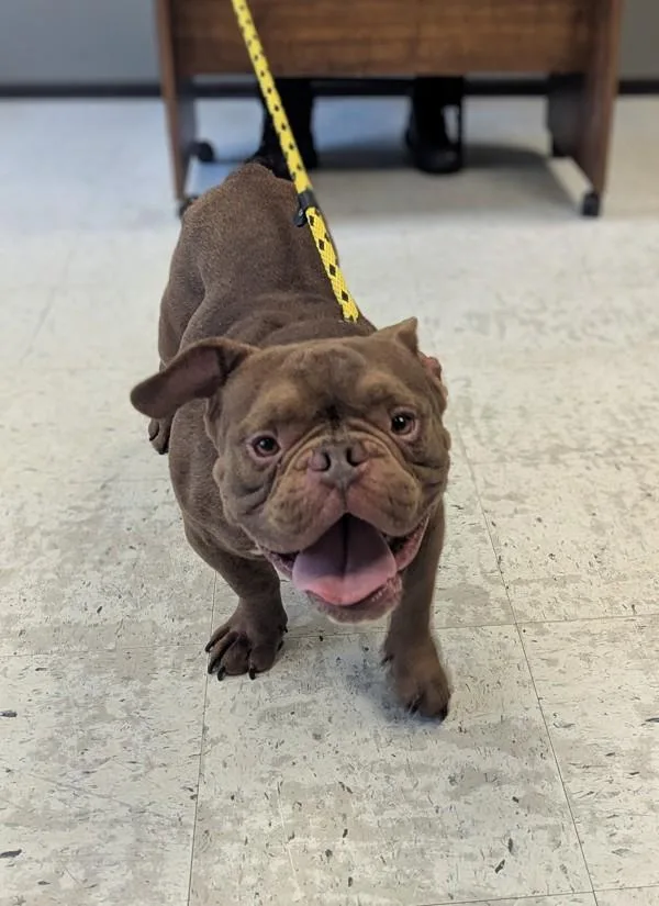 An adult small-sized male Pit Bull Terrier dog named Michael for adoption in Salt Lake City, UT