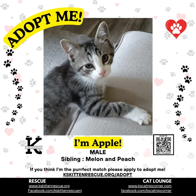 A baby medium-sized male Tabby (Gray / Blue / Silver) Domestic Short Hair cat named Apple for adoption in Brick, NJ