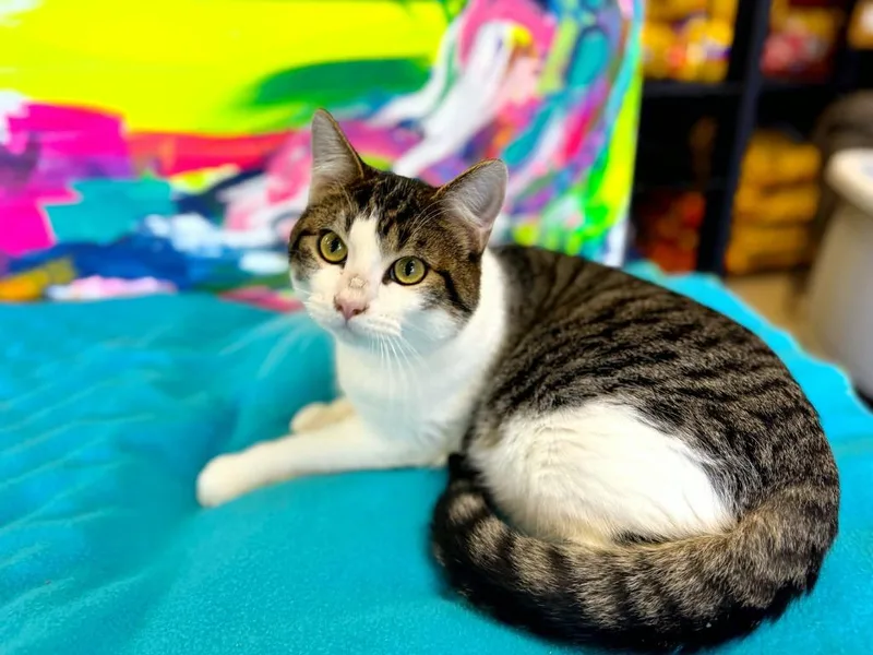 A baby medium-sized male Domestic Short Hair cat named Porky Pig for adoption in Effingham, IL