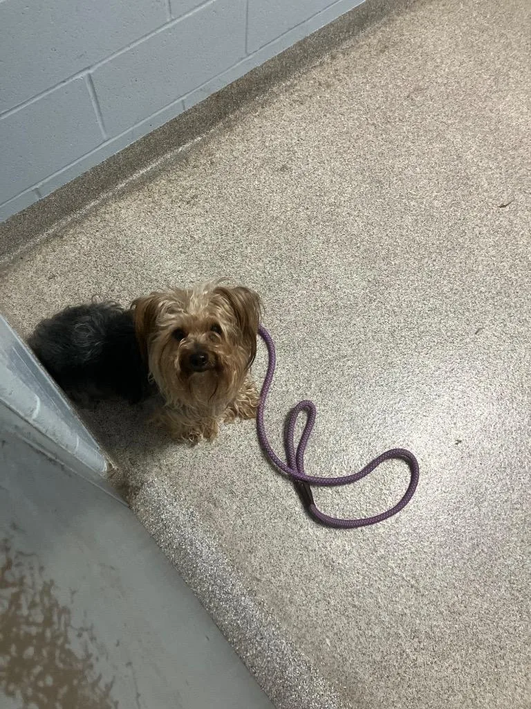 A senior medium-sized male Yorkshire Terrier dog named Cody for adoption in Troy, OH