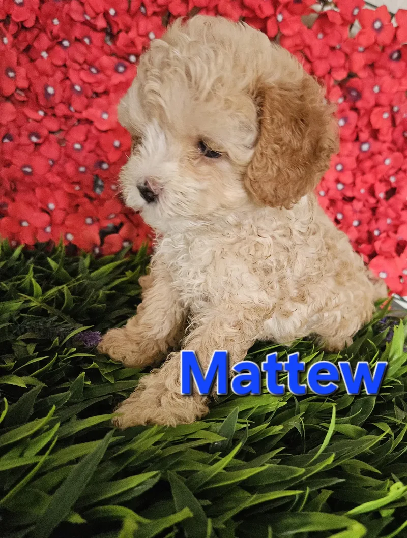 A baby small-sized male Apricot / Beige Poodle dog named Mattew for adoption in Los Angeles, CA