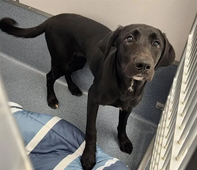 A young large-sized female Labrador Retriever dog named Rue for adoption in St. Louis, MO