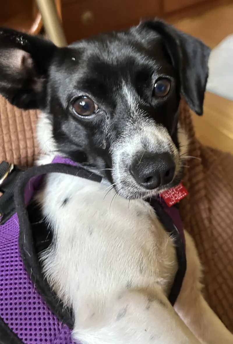 A young small-sized male Corgi dog named Kip for adoption in Lake Geneva, WI