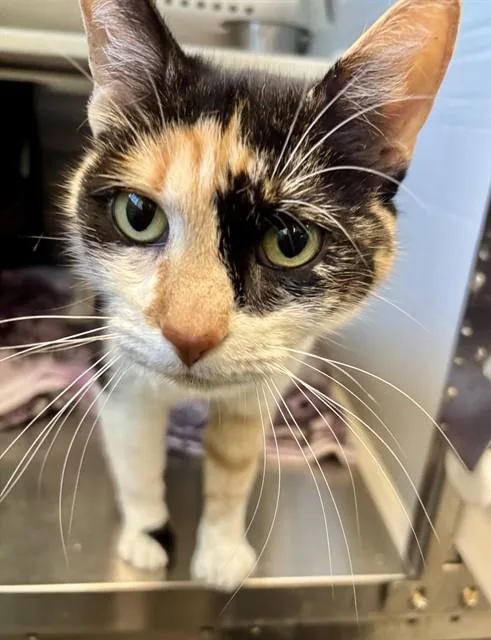 A young medium-sized female Domestic Medium Hair cat named Millie for adoption in Kalamazoo, MI