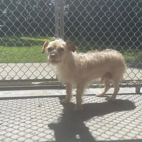 An adult small-sized male White / Cream Chihuahua dog named Gabbana for adoption in Dayton, OH