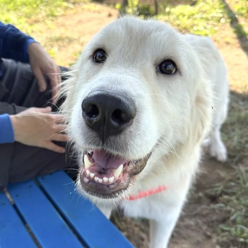An adult large-sized female White / Cream Mixed Breed dog named Ellie for adoption in Hendersonville, NC