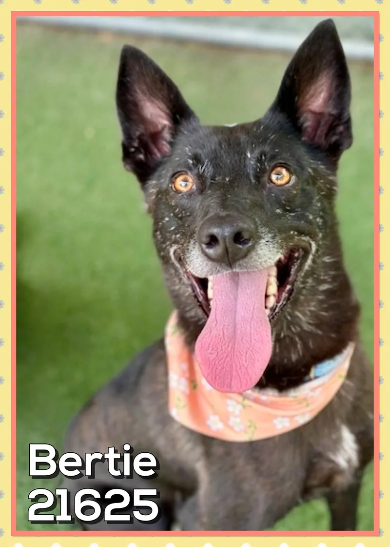 Bertie