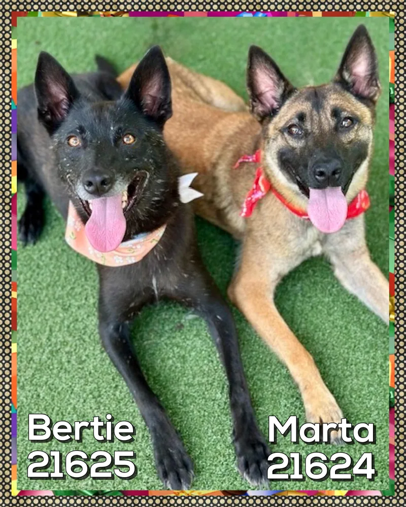 Bertie thumbnail 3