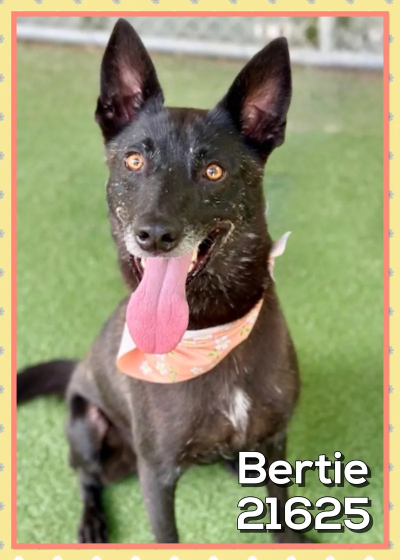 Bertie thumbnail 5
