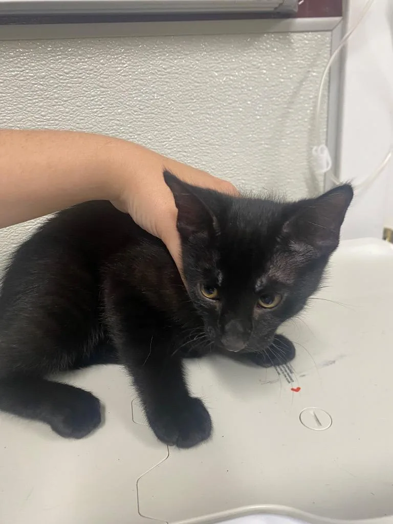 A baby medium-sized male Domestic Short Hair cat named Nitro for adoption in Fall River, MA