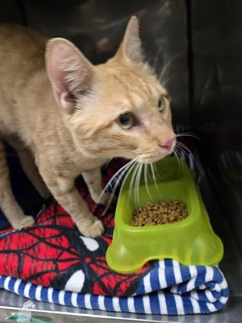 A young small-sized male Domestic Short Hair cat named Kimchi for adoption in Killeen, TX