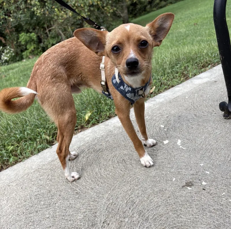 A young small-sized male Apricot / Beige Mixed Breed dog named Tippy for adoption in Maineville, OH