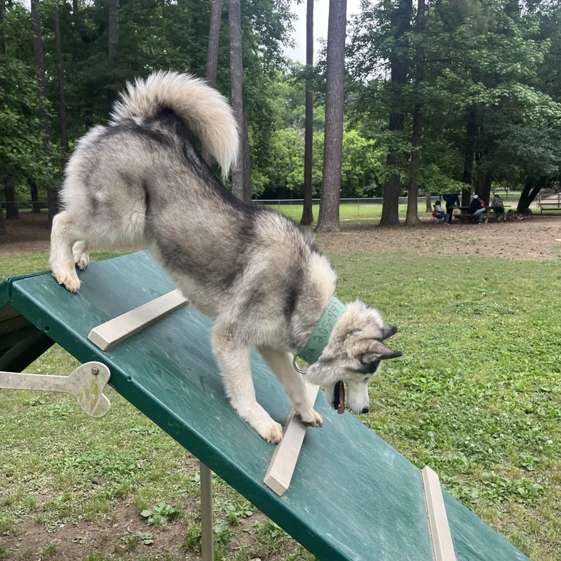 Ellaagility thumbnail 5