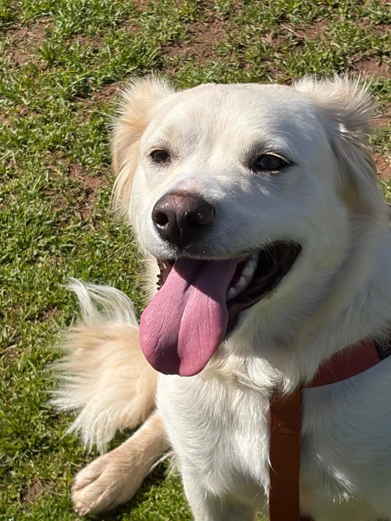 A young medium-sized female Labrador Retriever dog named Luna for adoption in Meriden, CT