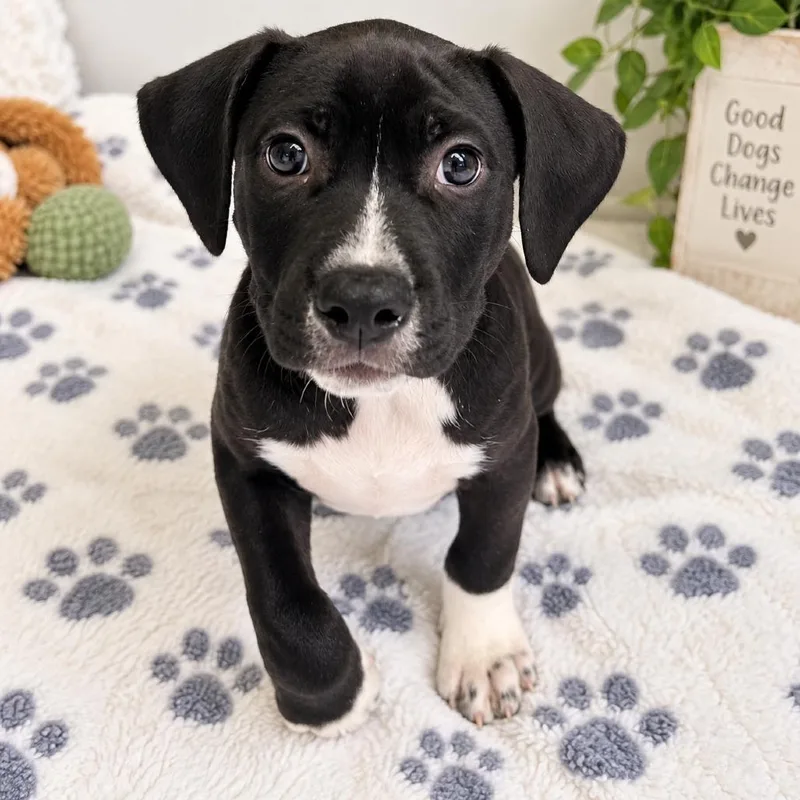 Levi
