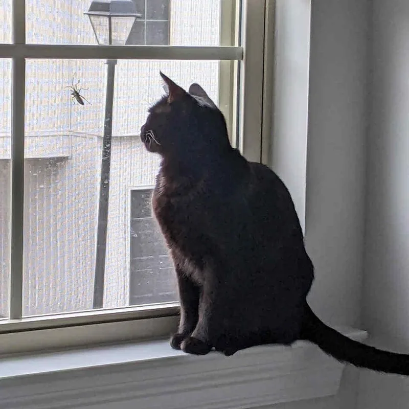 Jack Jack thumbnail 2