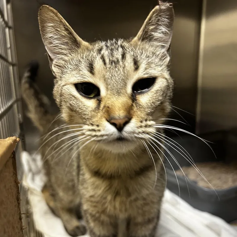 An adult small-sized female Gray / Blue / Silver Domestic Short Hair cat named Sandra for adoption in Winston-Salem, NC
