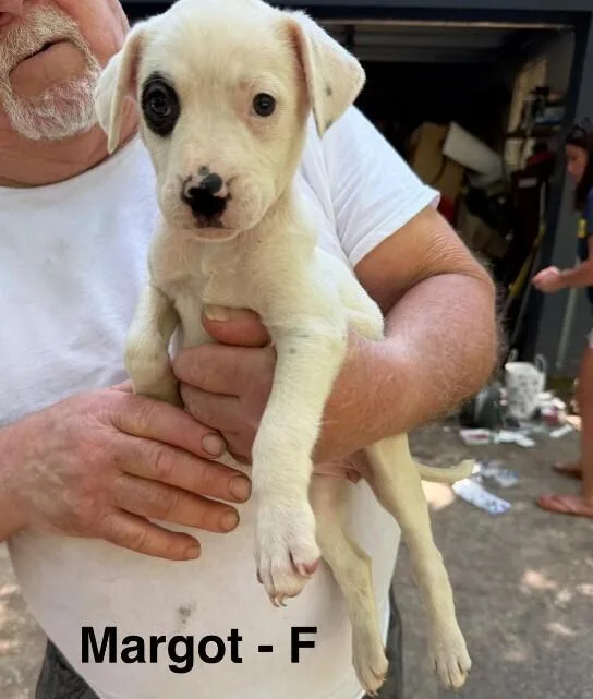 A baby small-sized female White / Cream Labrador Retriever dog named Margot for adoption in Colorado Springs, CO