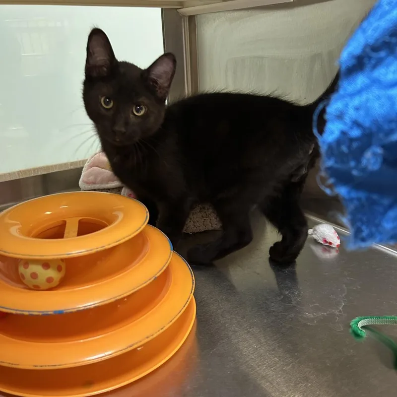 A baby small-sized male Black Domestic Short Hair cat named RolyPoly for adoption in Ottawa, KS