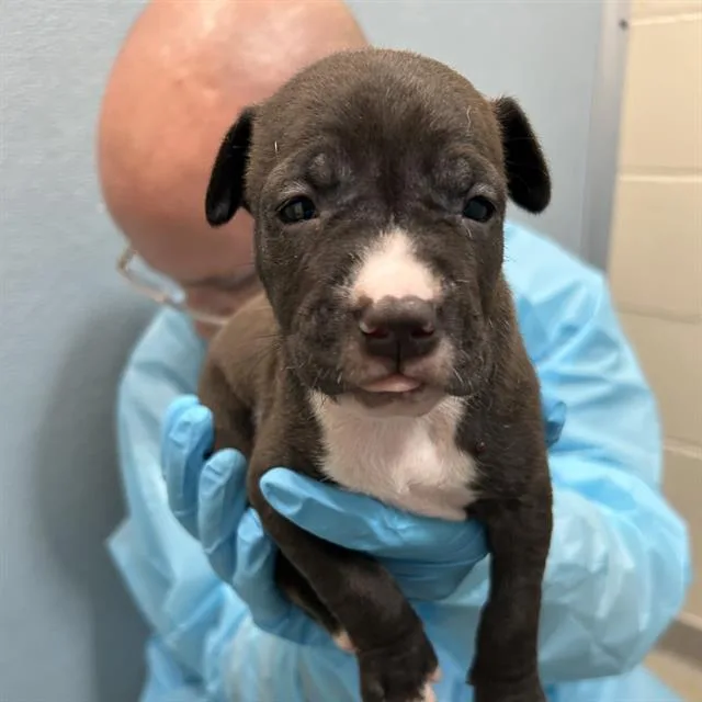A baby small-sized male American Staffordshire Terrier dog named Steven for adoption in San Antonio, TX