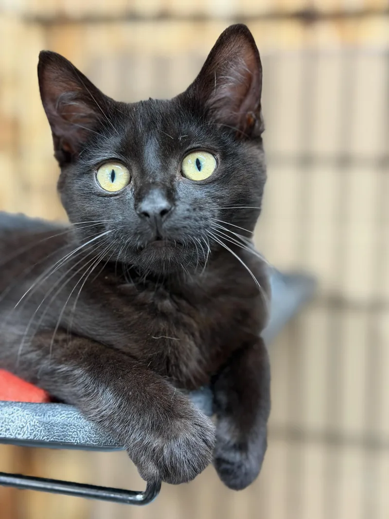 A baby small-sized female Black Domestic Short Hair cat named Nyx for adoption in Reeseville, WI
