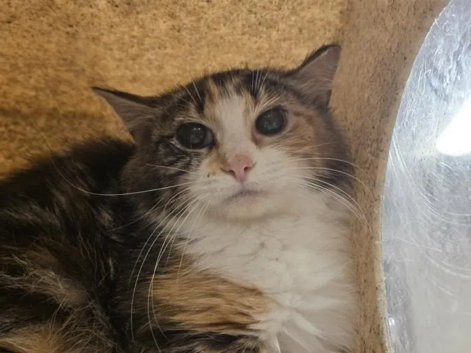 A young medium-sized female Domestic Long Hair cat named Jaguar for adoption in Hagerstown, MD