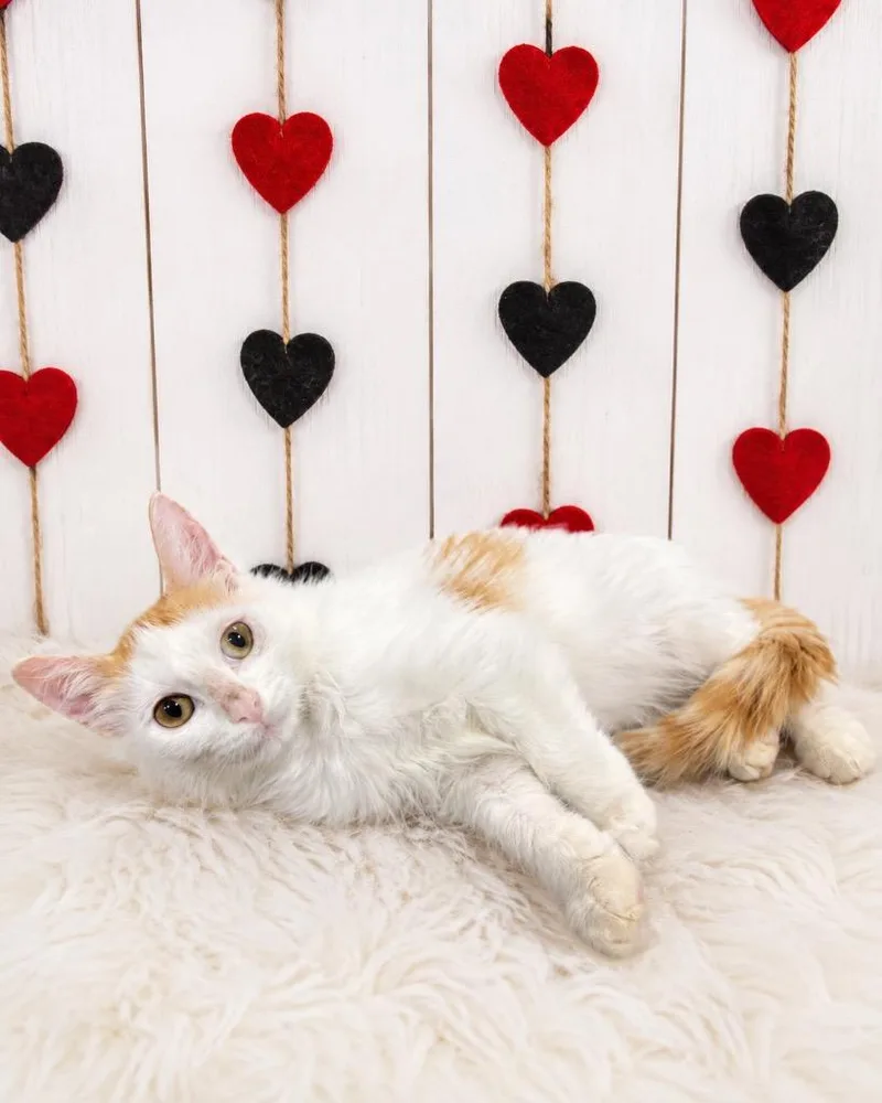 A baby small-sized male Domestic Short Hair cat named Vampire for adoption in Corpus Christi, TX