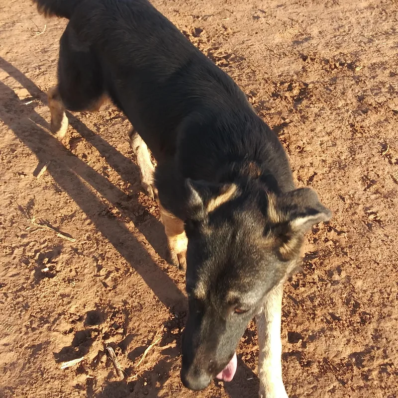 A young large-sized female Black German Shepherd Dog dog named Ava for adoption in Anton, TX