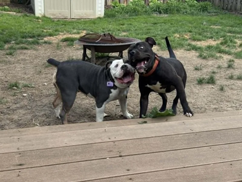 A young medium-sized male Tricolor (Brown, Black, & White) Pit Bull Terrier dog named Indy for adoption in Indianapolis, IN