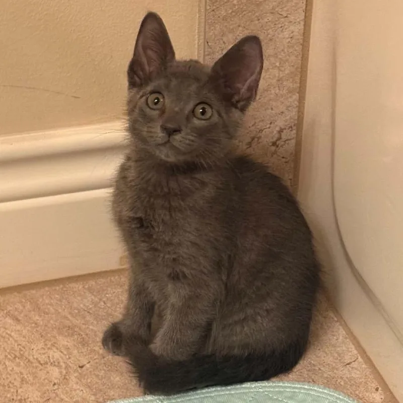 A baby small-sized male Gray / Blue / Silver Russian Blue cat named Frankie for adoption in Houston, TX