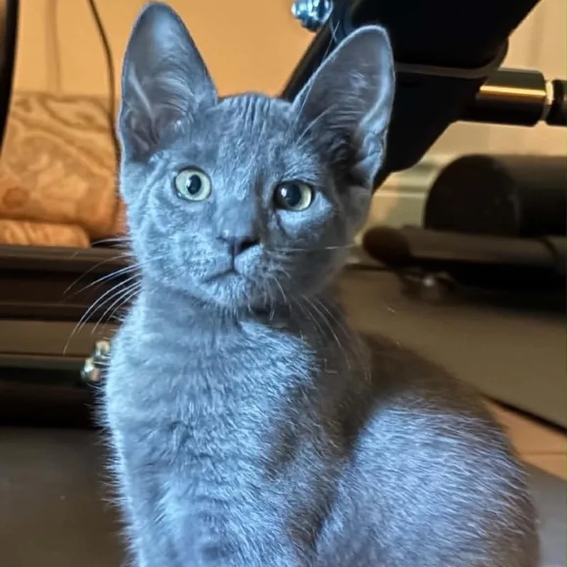 Frankie thumbnail 6