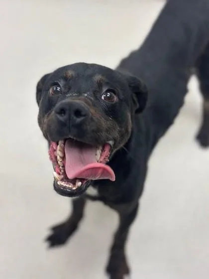 Outlaw Potato thumbnail 3