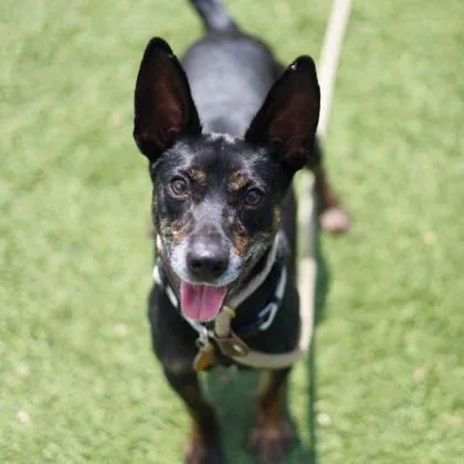 Slim Jim thumbnail 3