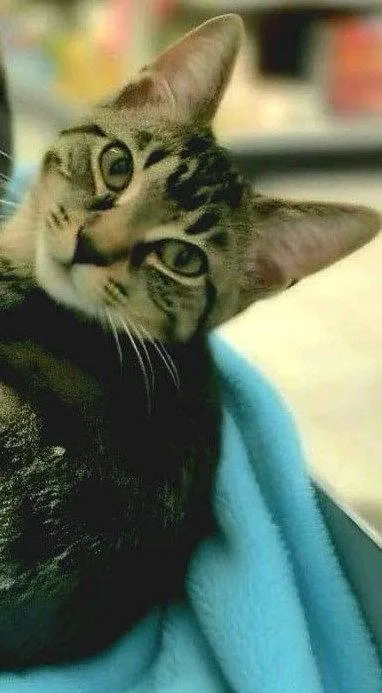 A young medium-sized male Domestic Short Hair cat named Bullseye for adoption in Spring Lake, NJ